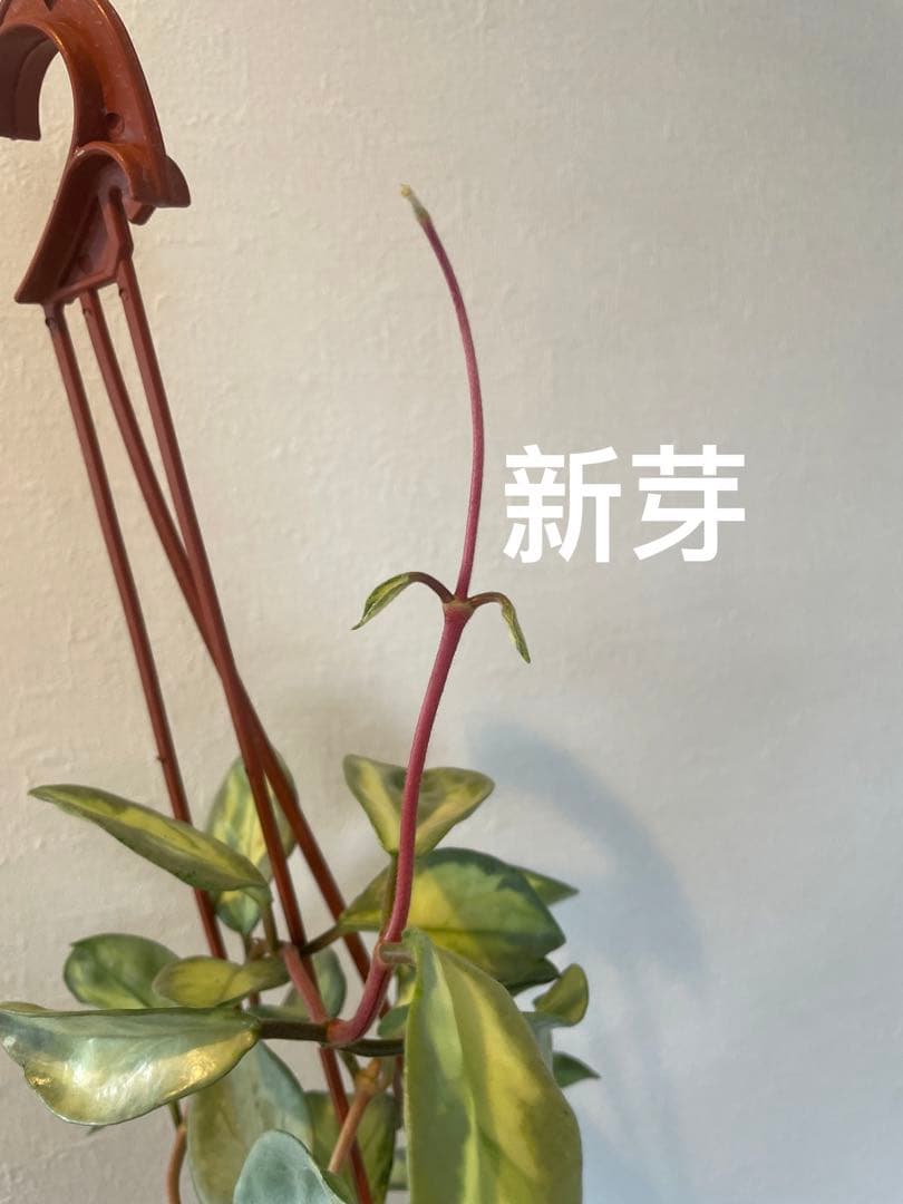 アオ　レア　ホヤ アルゲンティア プリンセス サクララン　美株