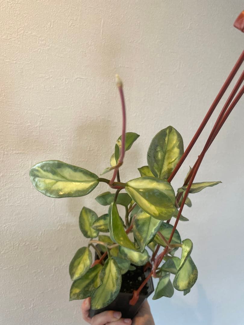 アオ　レア　ホヤ アルゲンティア プリンセス サクララン　美株