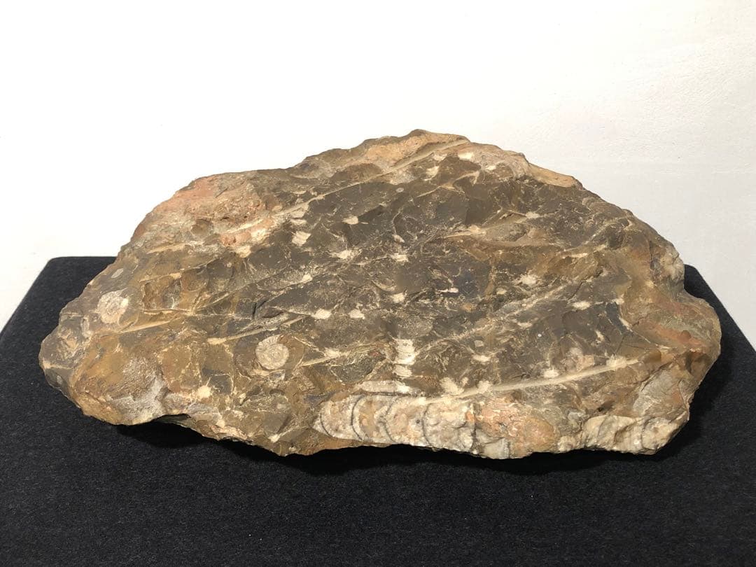 アンモナイト 化石群集 コレクション 原石 自然 置物 歴史資料 古代 標本