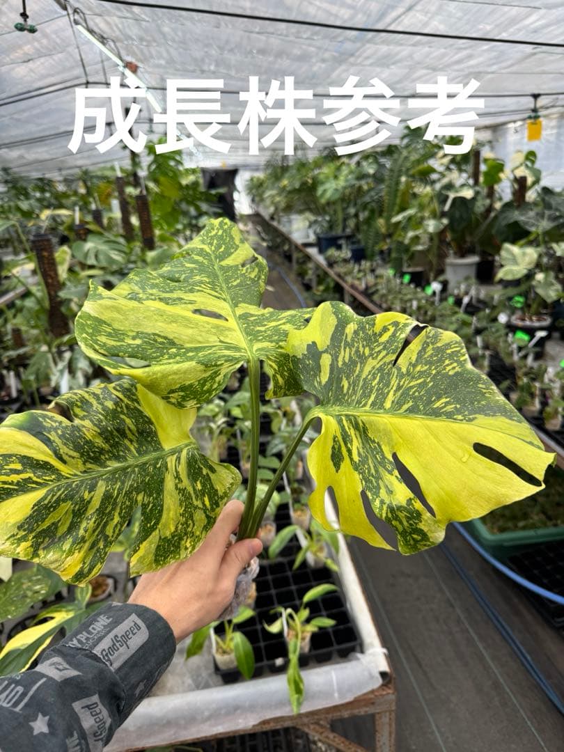 6 モンステラ　エレクトロライト　組織培養苗　順化済