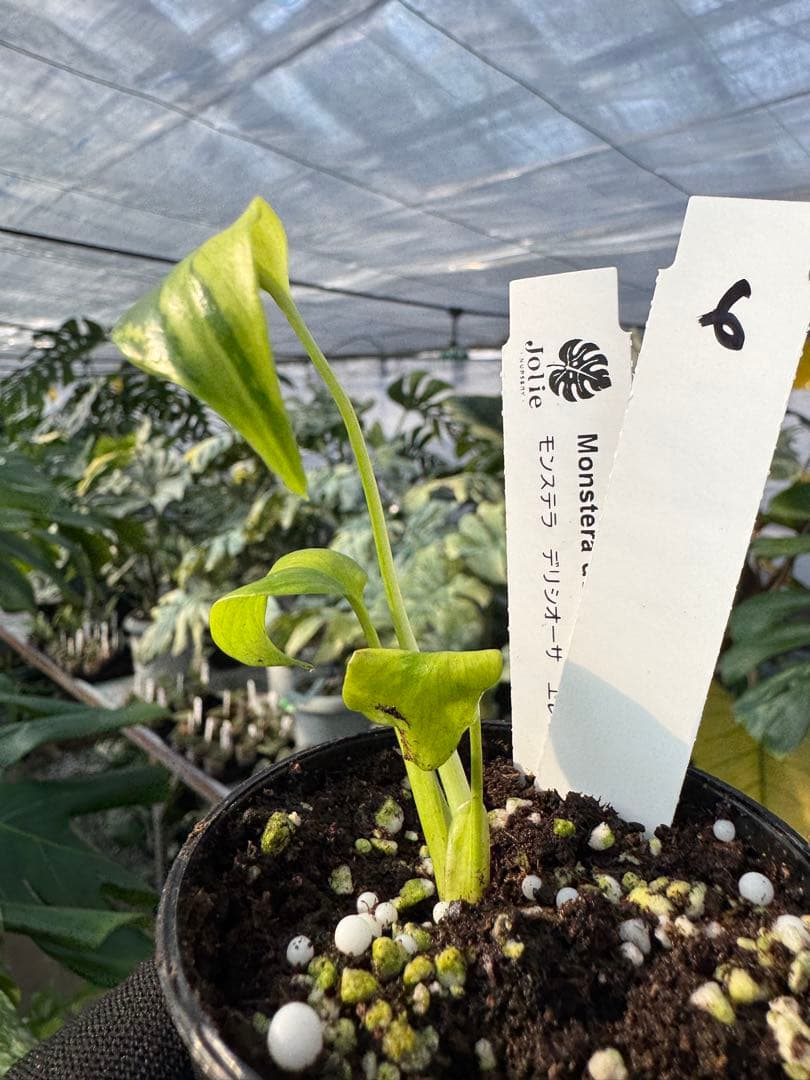 6 モンステラ　エレクトロライト　組織培養苗　順化済