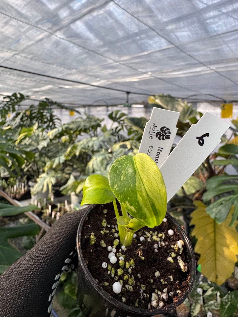 6 モンステラ　エレクトロライト　組織培養苗　順化済