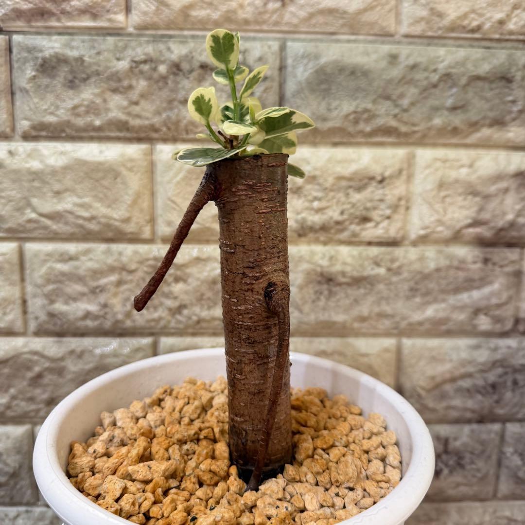 パンダガジュマル 斑入り 接木株 太幹 6号鉢 発根済・新芽あり