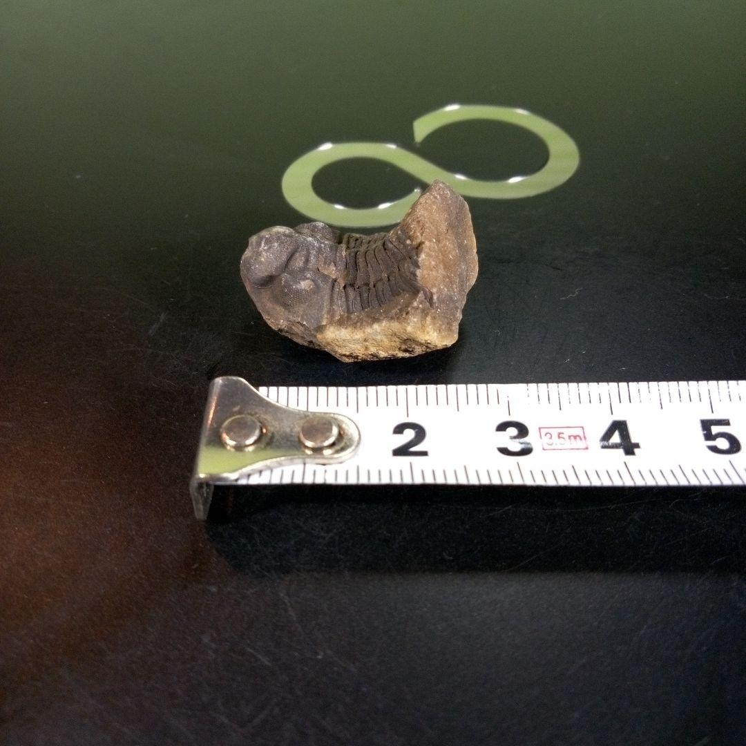 三葉虫　化石　fossil　海　ボリビア産　trilobite　海生動物種別⑤