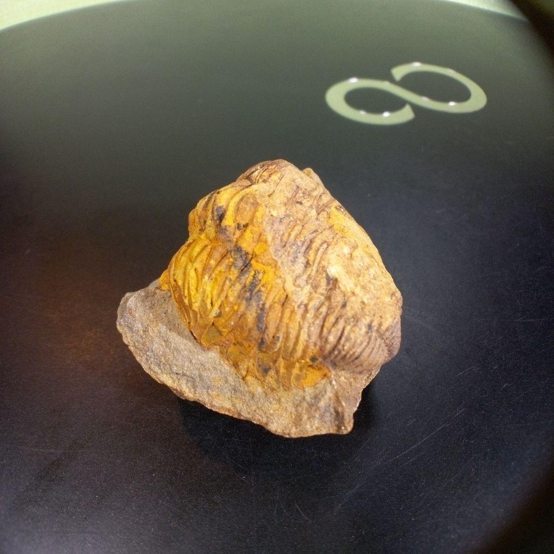 三葉虫　化石　fossil　ボリビア　trilobite　三葉虫綱　三葉虫管理⑩