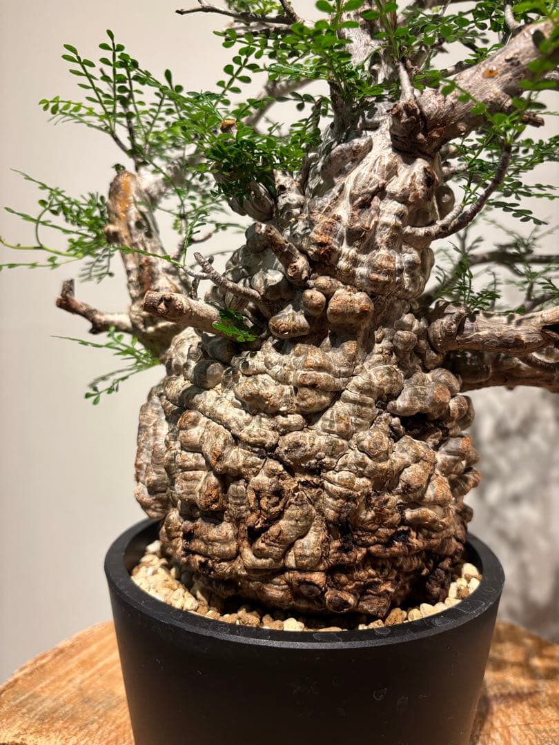 超美肌　雌株　ボコ肌　白肌　オペルクリカリア　パキプス　塊根植物