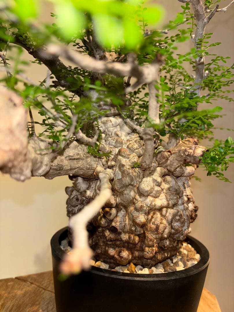 超美肌　雌株　ボコ肌　白肌　オペルクリカリア　パキプス　塊根植物