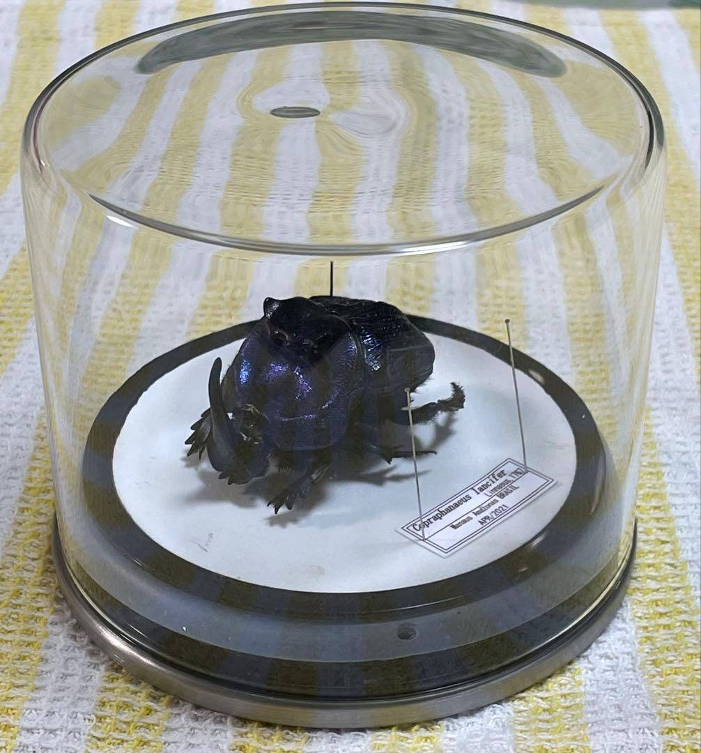 標本　ランシフェールニジダイコクコガネ　44㎜