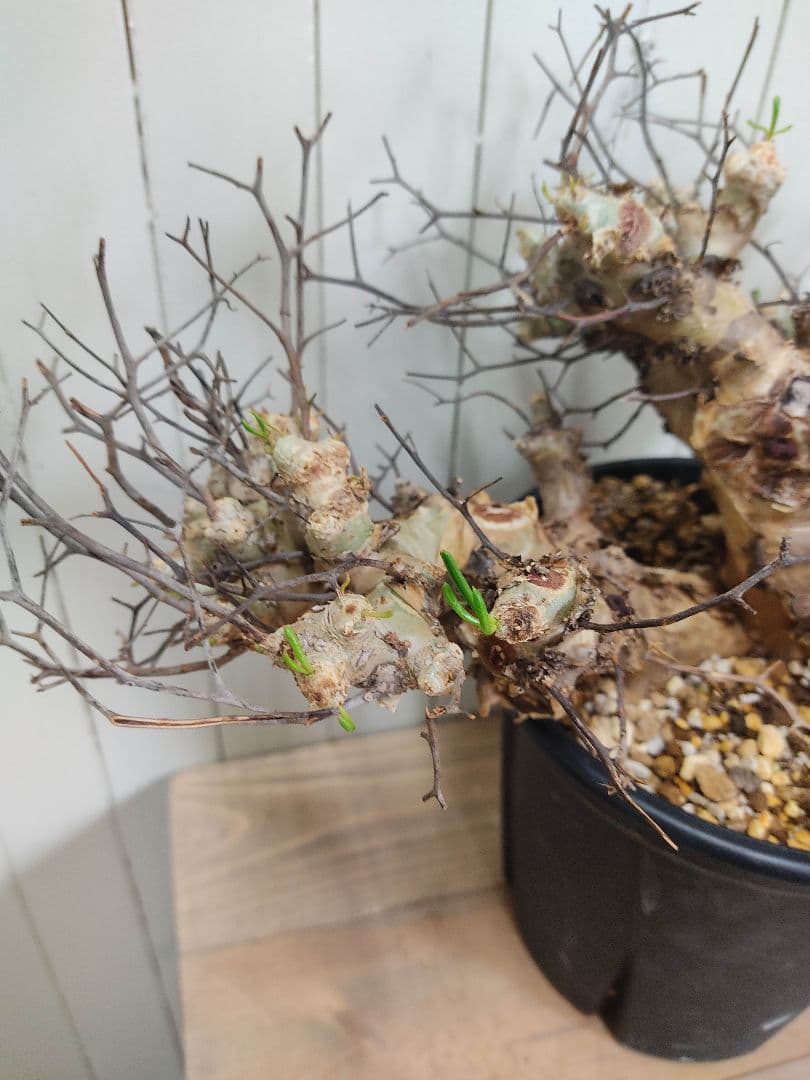 bon25ページ　Q008、H024チレコドン レティキュラータス 万物想