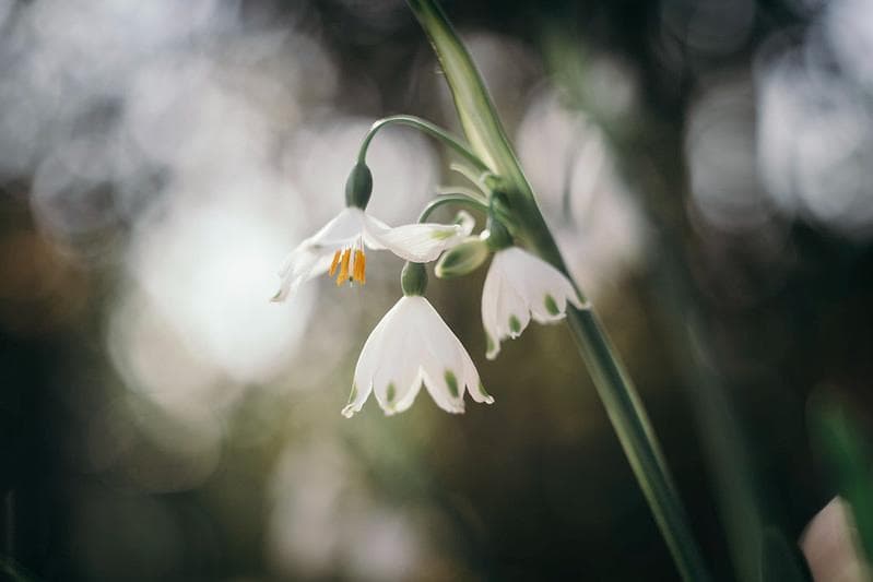 64 【希少】初期型　Helios1950年製造　ヘリオス44　アダプター付