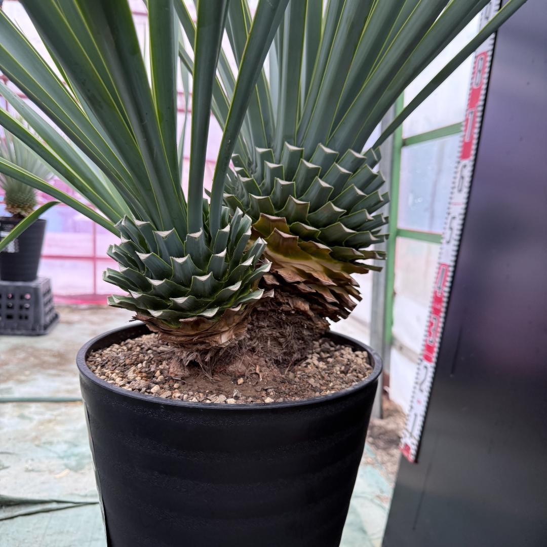 【AL1073】ユッカ　LA ALBERO　Ver.リギダ