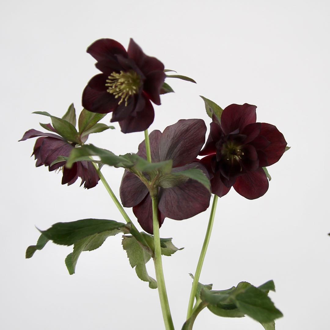 八重咲きクリスマスローズ　5ポットセット