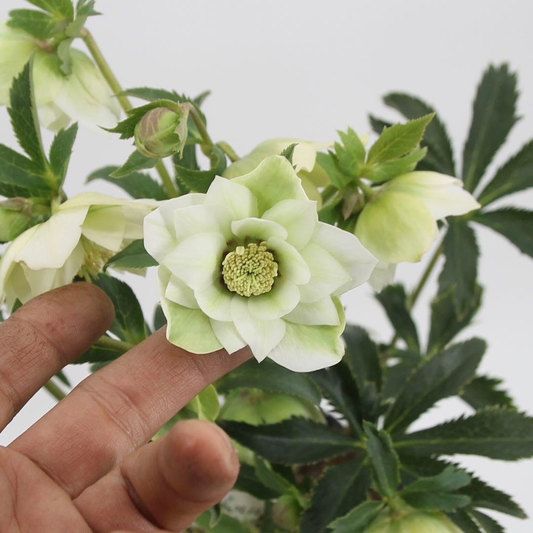 八重咲きクリスマスローズ　5ポットセット