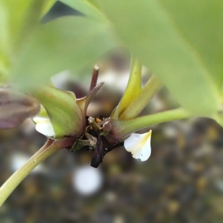 野田園芸。クリスマスローズ。ダブル。開花株。No50