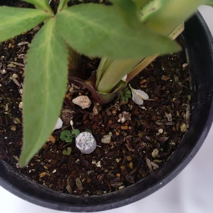 野田園芸。クリスマスローズ。ダブル。開花株。No50