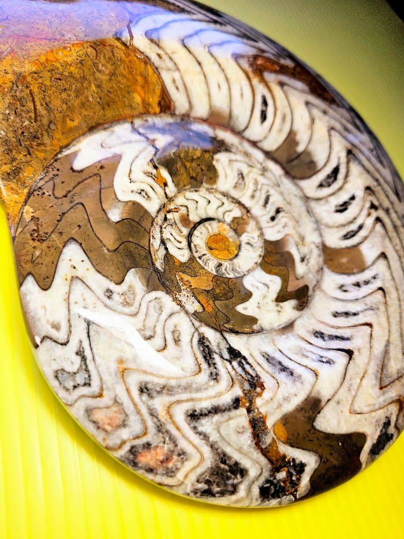 約4億年以上前‼️超希少✡️ゴニアタイト