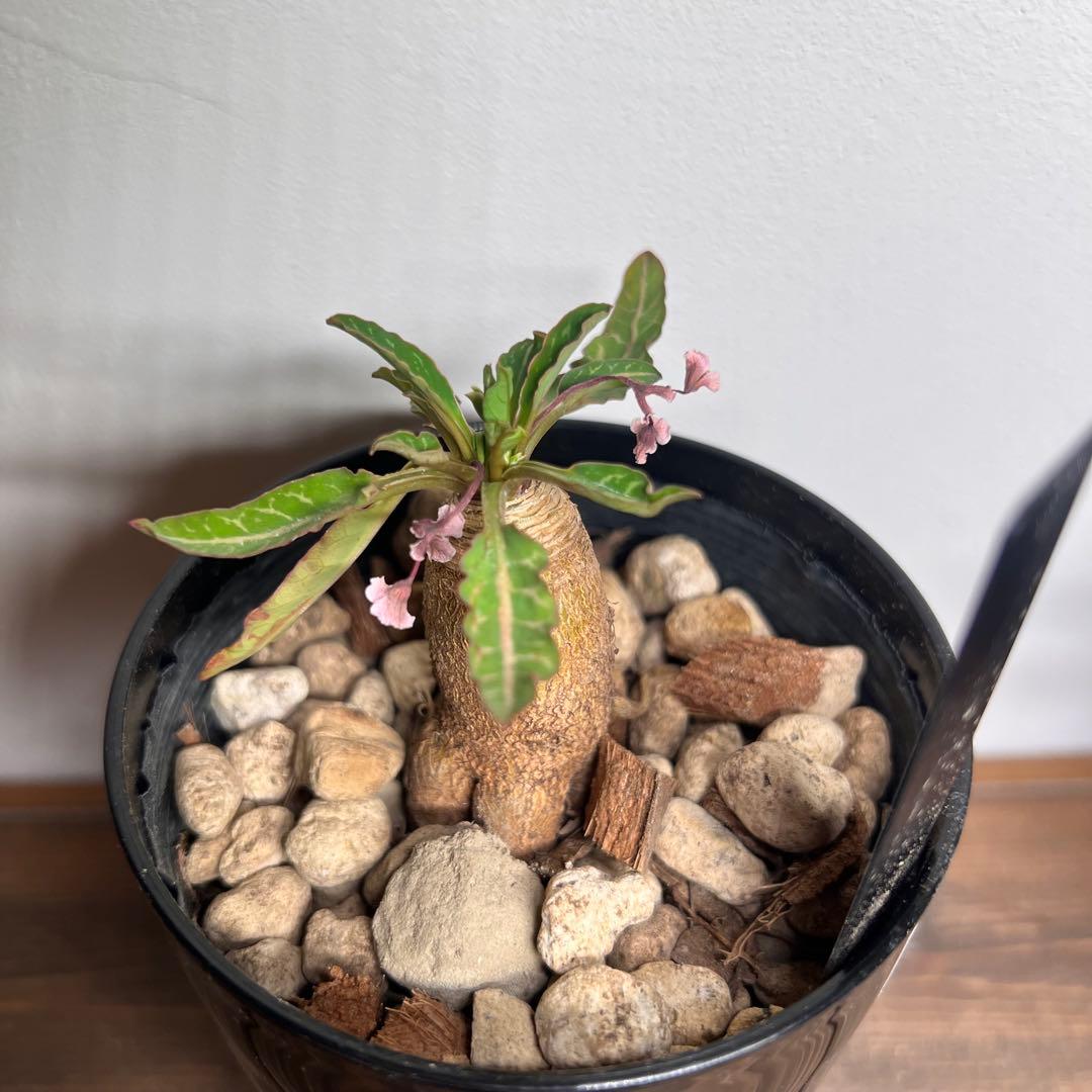 フィッシュボーン　スパルリンギー　ユーフォルビア