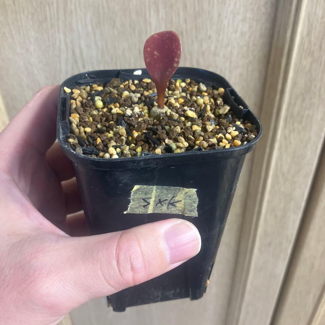 レア　ユーフォルビア　サピニー×カンダレンシス　実生　ハイブリッド　サボテン