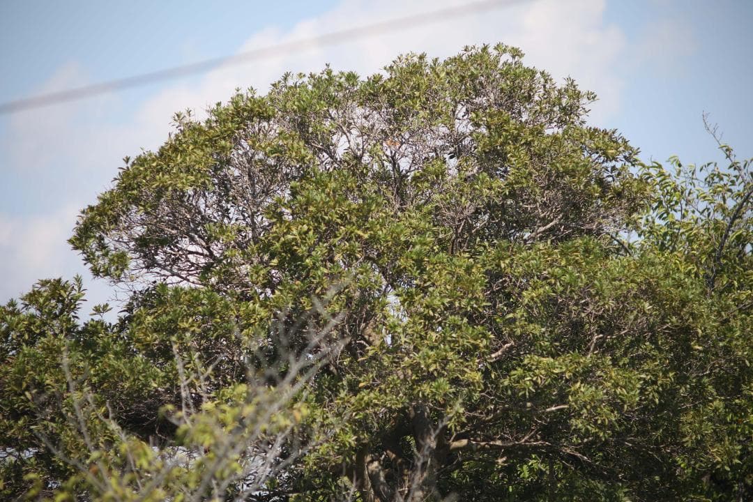 レンズ(単焦点) Pentax Takumar 200mm f/3.5 #7633