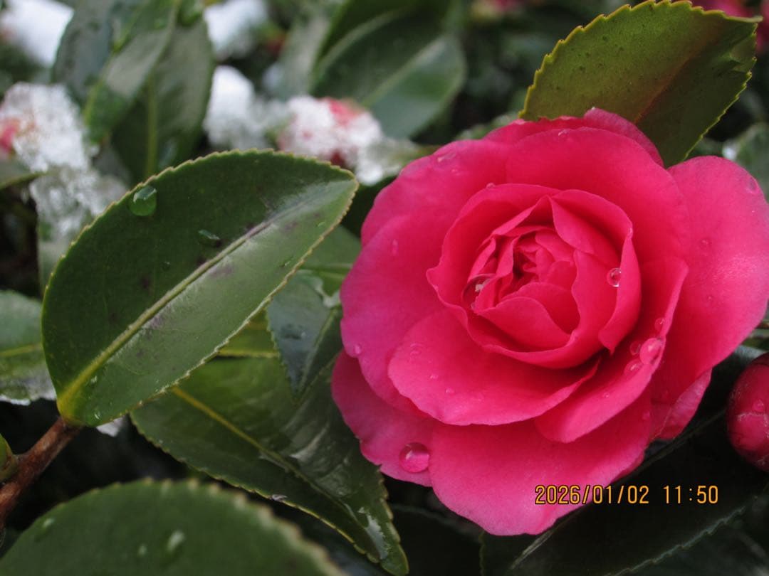 キヤノン　IXY 30S シルバー　イクシー　CANON IXC-420 ピンク