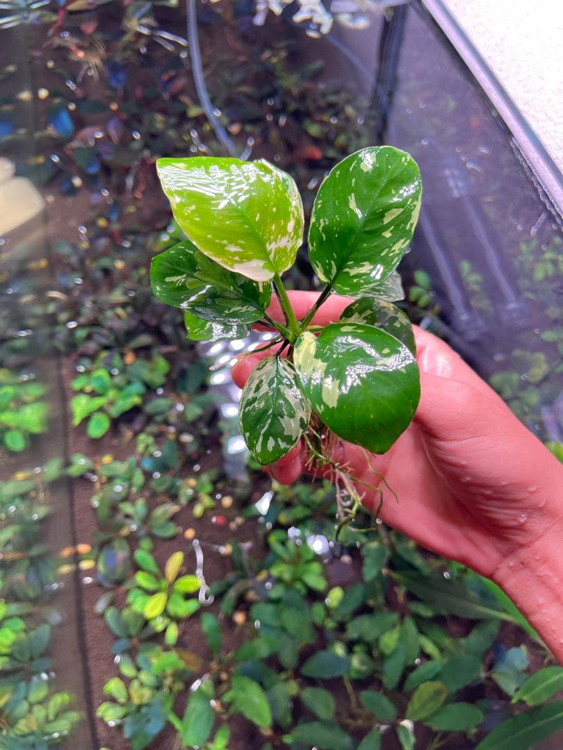 menehunecyan　※プロフ必読！ページ　アヌビアス　斑入りキング