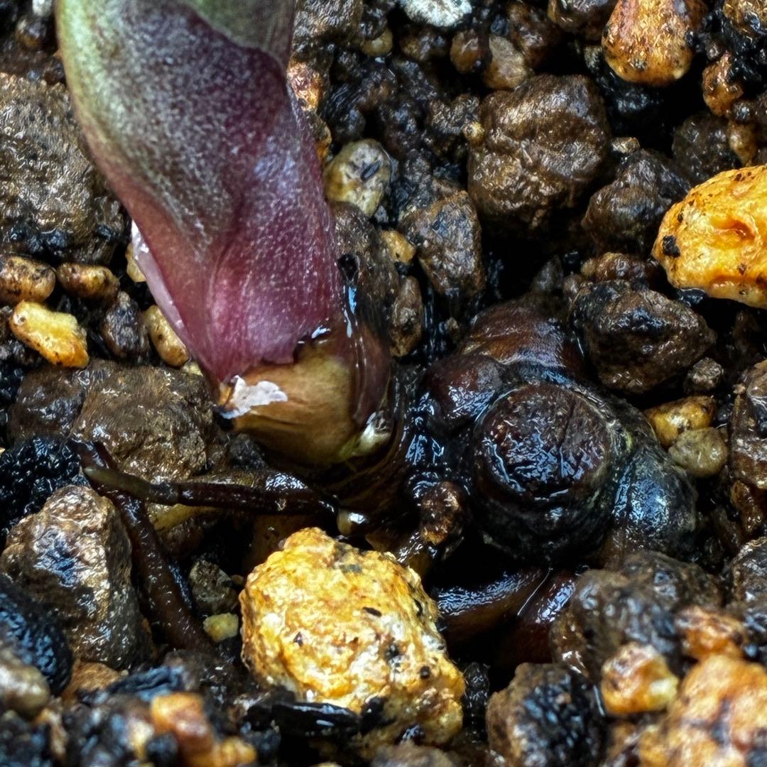 o*r様 527☘️蕾花タグ付☘️超レア☘️BELCHERI⭐️PINK ICE