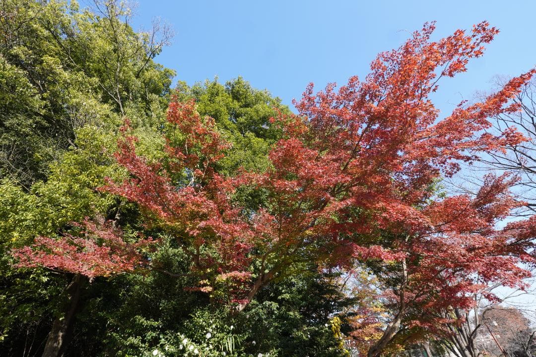 SONY E PZ 10-20mm F4 G SELP1020G PFフィルタ付