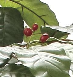 ◇日本製◇◇◇フェイクグリーン コーヒーツリー1.8 高さ1.8m 光の楽園