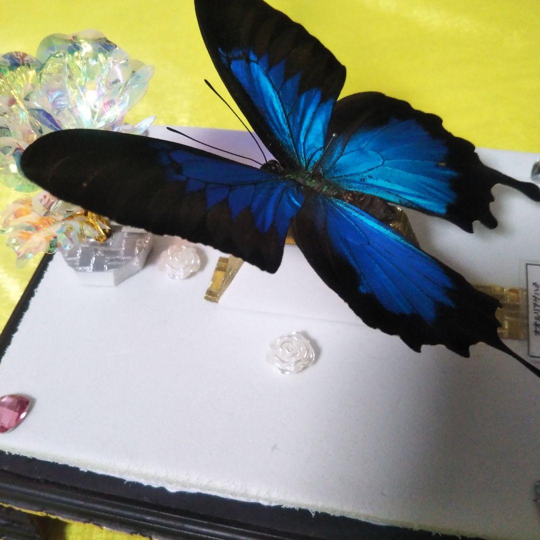 美麗オオルリアゲハの置物