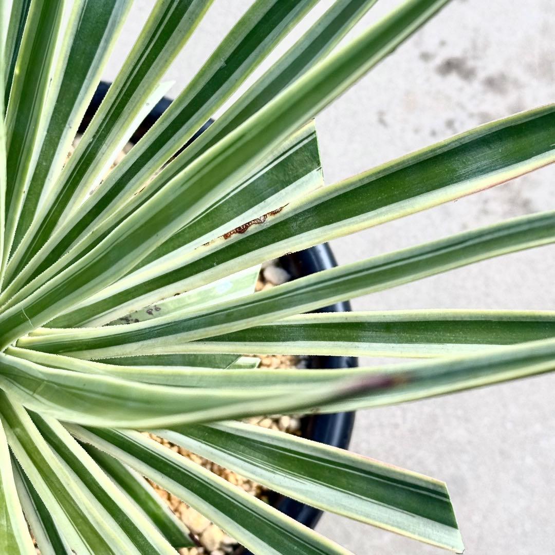 ユッカ アロイフォリア 斑入り②バリエガータ 千寿蘭