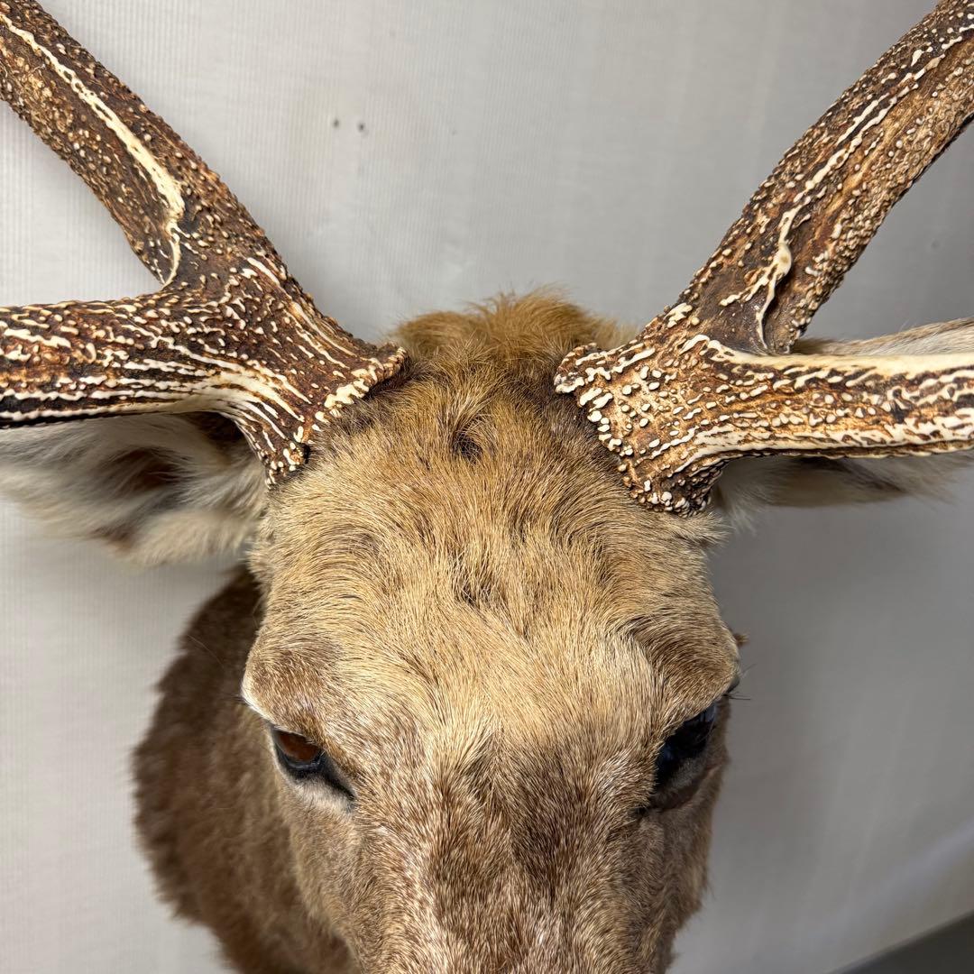 【引取限定】蝦夷鹿 エゾシカ ① 北海道 剥製 壁掛け ハンティングトロフィー