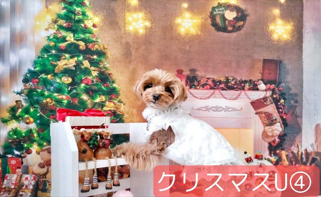 背景布【　ハートI　】サンプル　バレンタイン撮影用♪　トリミングチョーカー販売中