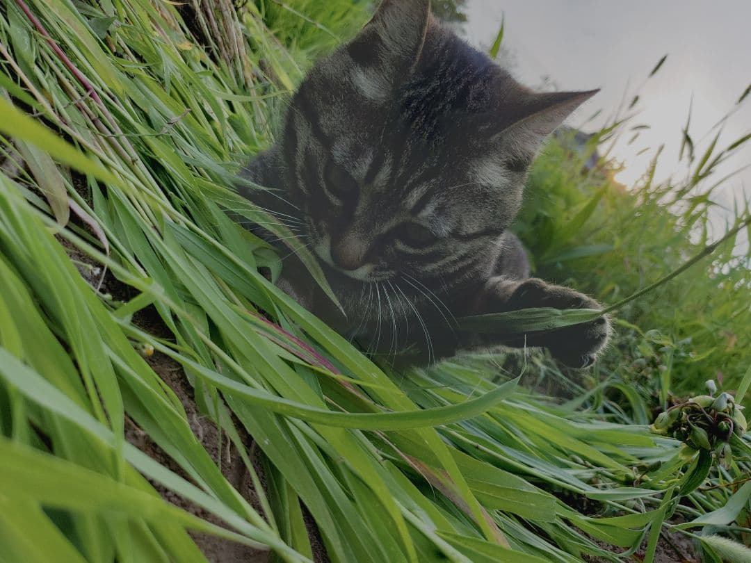 猫の写真