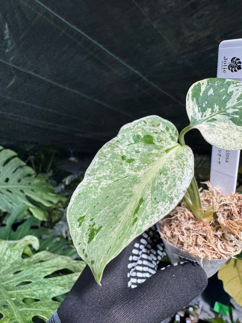 MB16モンステラ　デリシオーサ　ベトシオーサ　2寸ポリポット　ネコポス発送