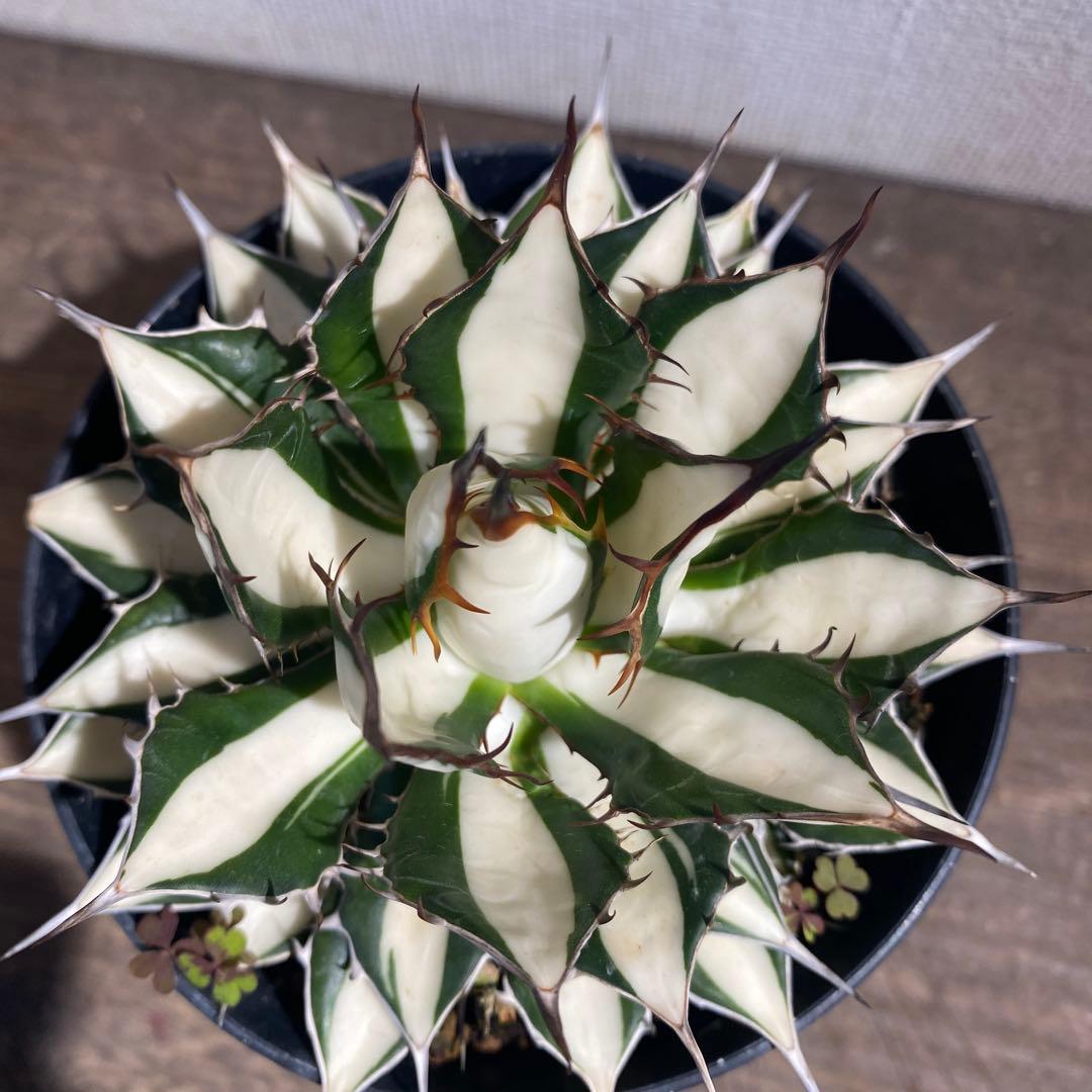 アガベ　ホリダ白中斑入　極上3