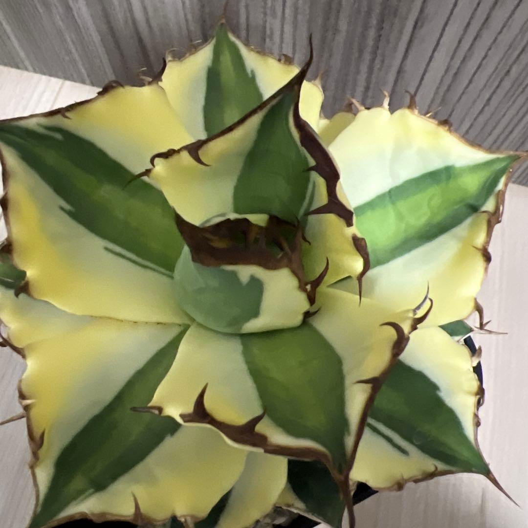 アガベ　スナグルトゥースまとめ売り