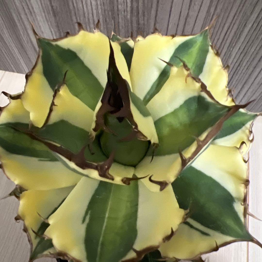 アガベ　スナグルトゥースまとめ売り