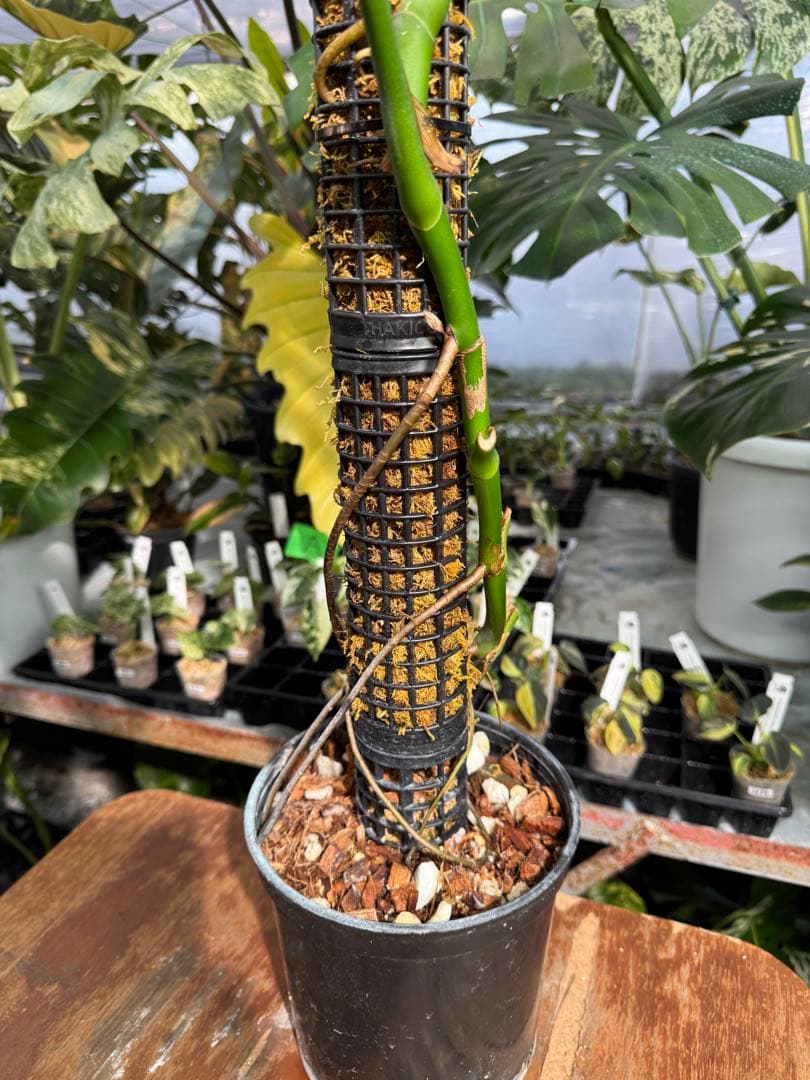 SR1 モンステラ　デリシオーサ　シエラナ　鉢モスポール付き　オリジナルカット株