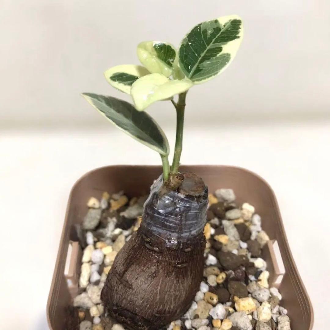 【mg.gm 】パンダ　ガジュマル　斑入り　2個セット