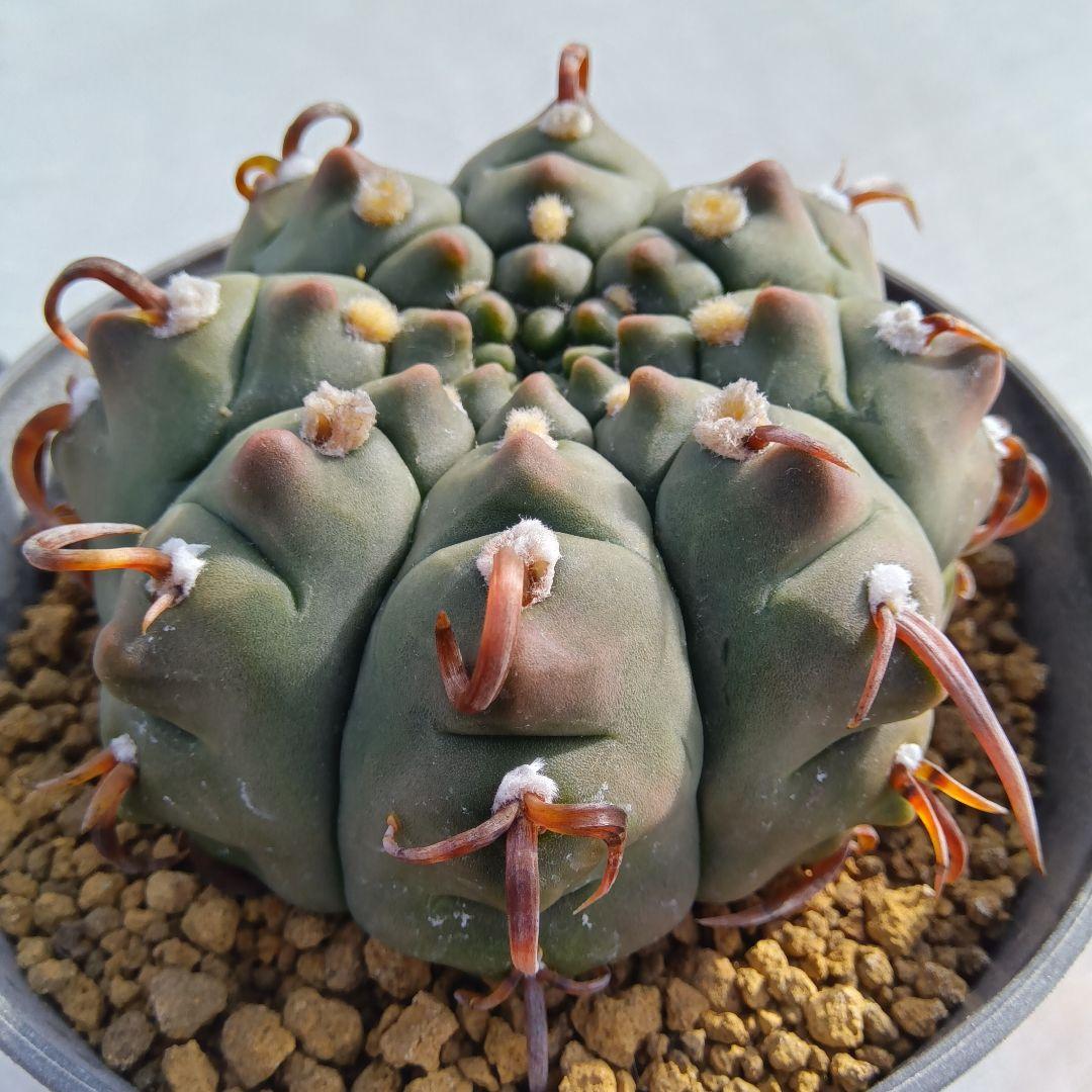 【変刺実生】バッテリー　狂刺　ギムノカリキウム　サボテン（コピアポア　多肉植物）