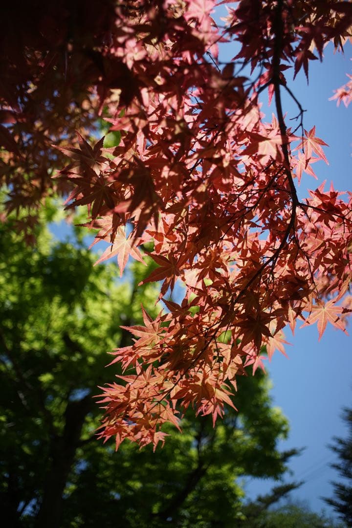 作例付き　Konica HEXANON 28mm F3.5 管mpr