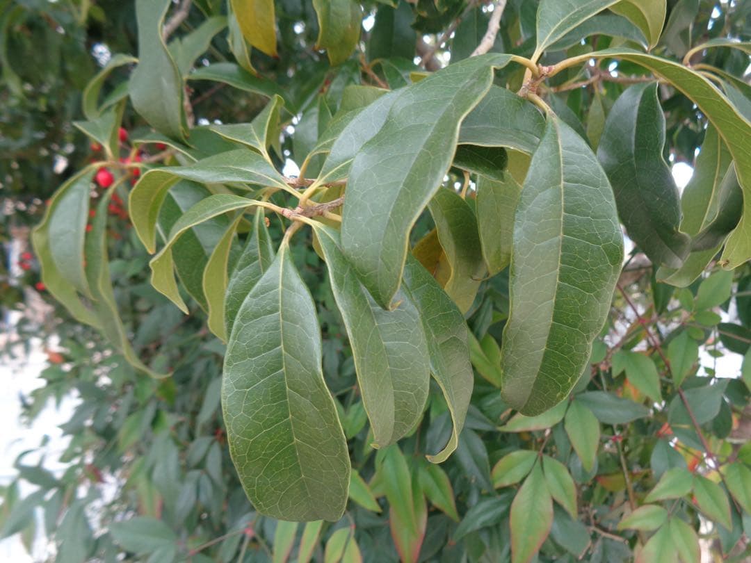 【作例有】SONY Cyber-shot DSC-W830 コンデジ 動作品