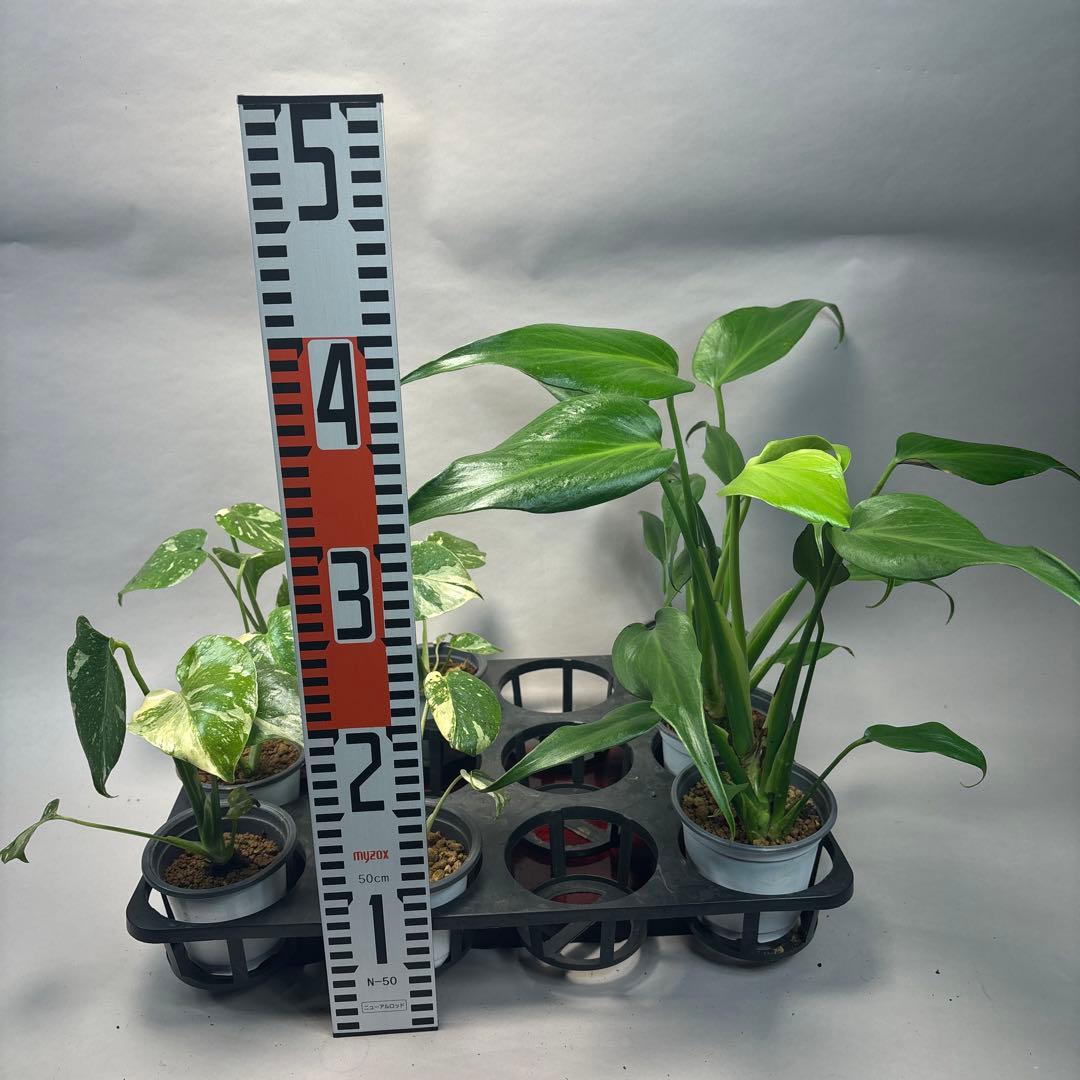 a17モンステラ・タイコンステレーション5株➕バールマルクスフレーム3株