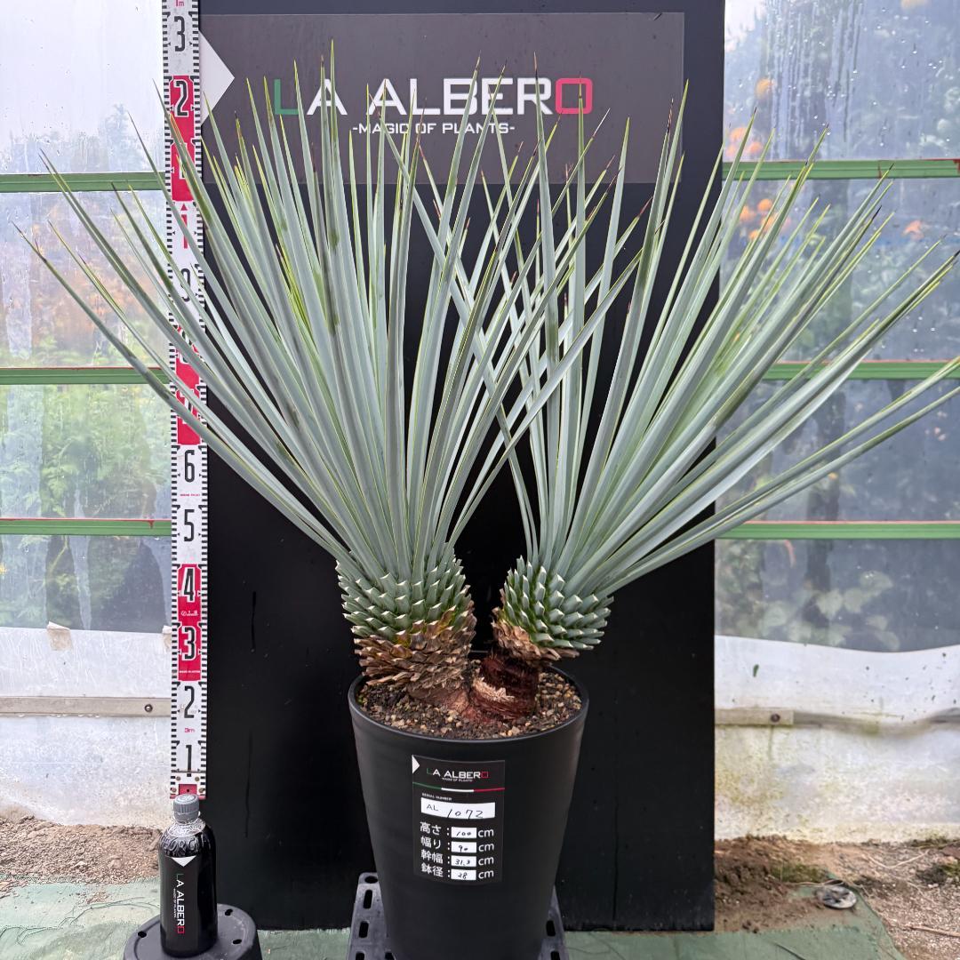【AL1072】ユッカ　LA ALBERO　Ver.リギダ