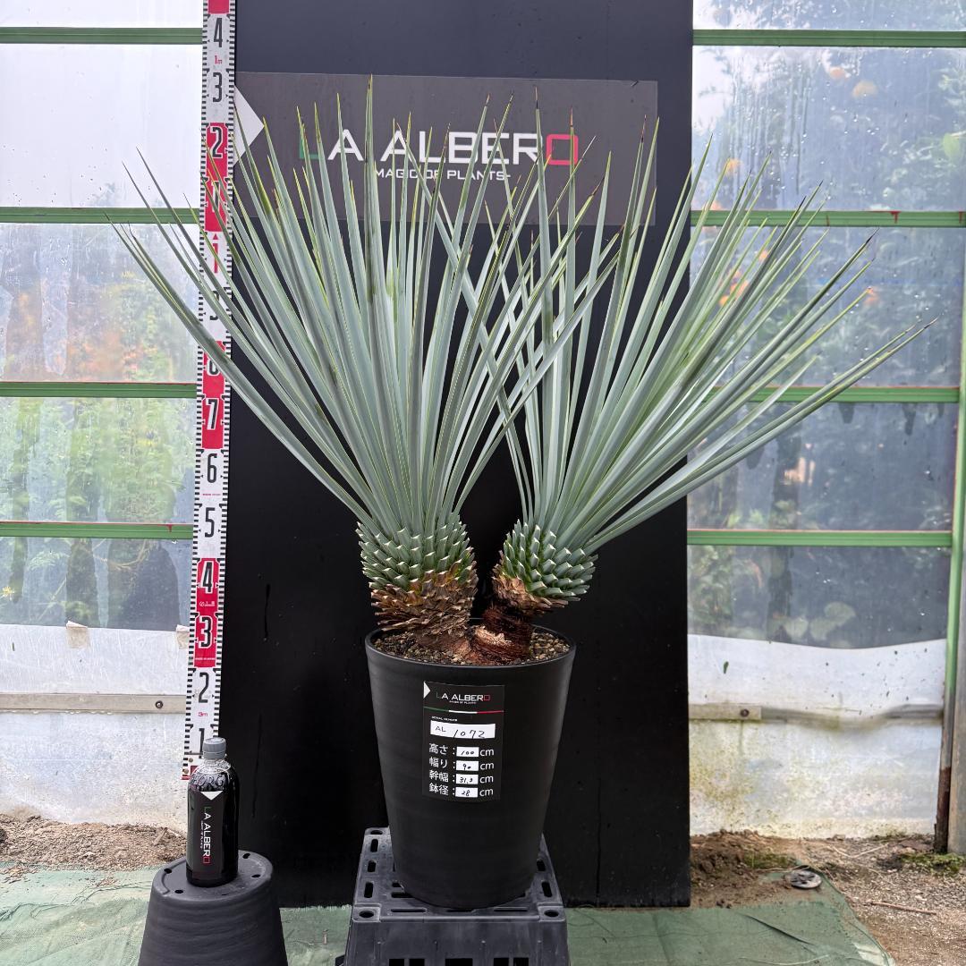 【AL1072】ユッカ　LA ALBERO　Ver.リギダ