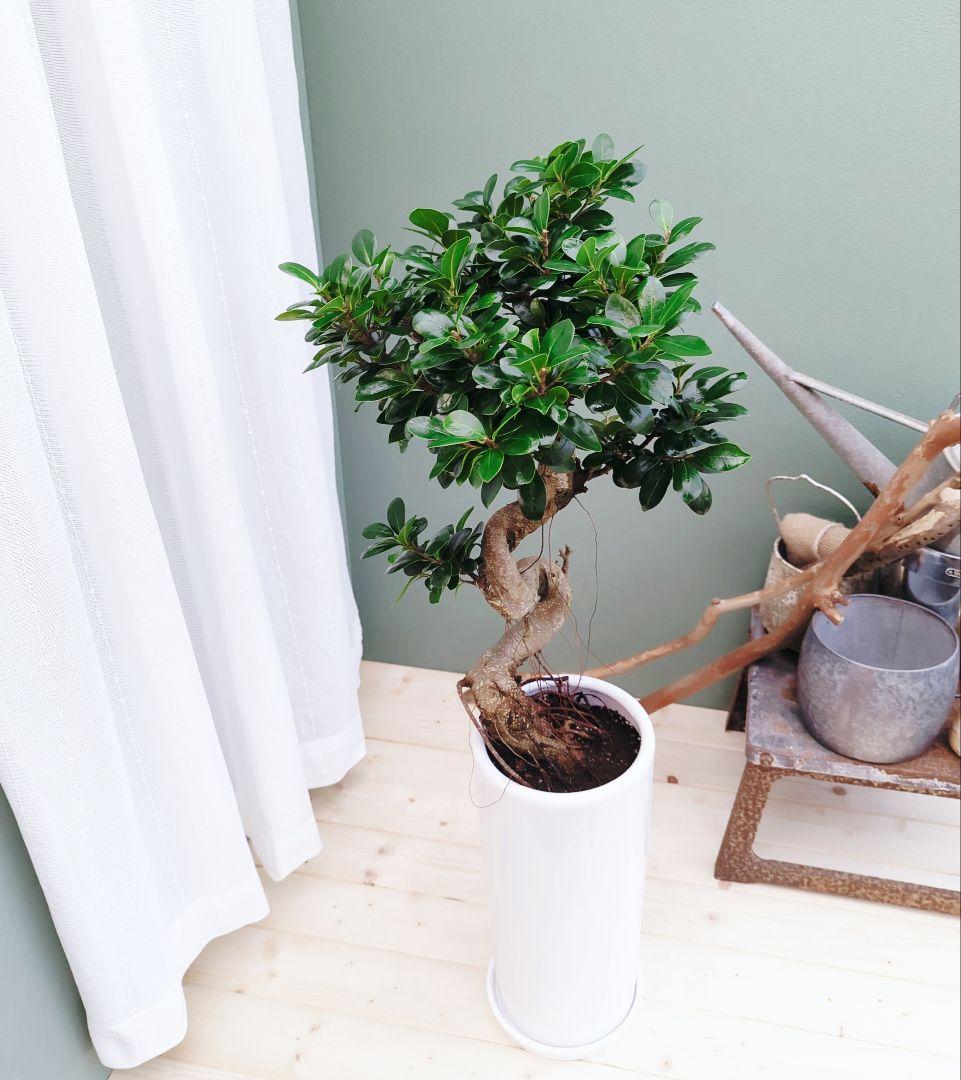 nima曲がりガジュマル (現品) 根上がり 曲線 空間浄化