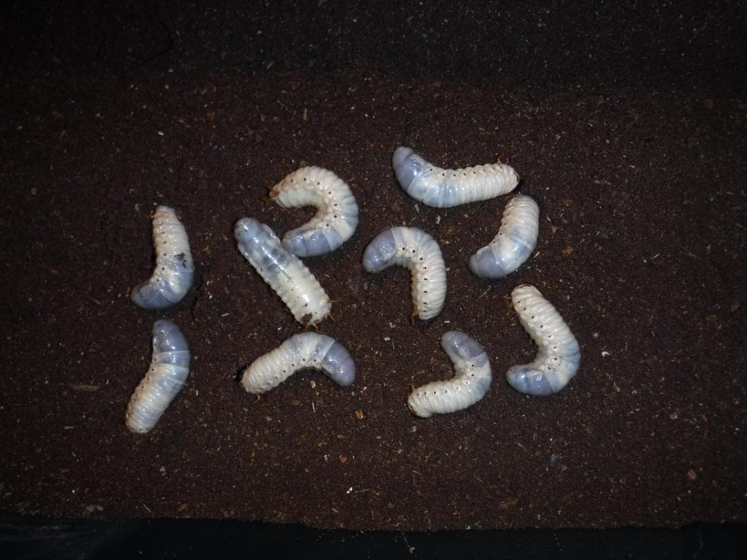 カブト虫マット40：発酵熟成竹・成虫・産卵・幼虫飼育用：100ℓ増量ℓ