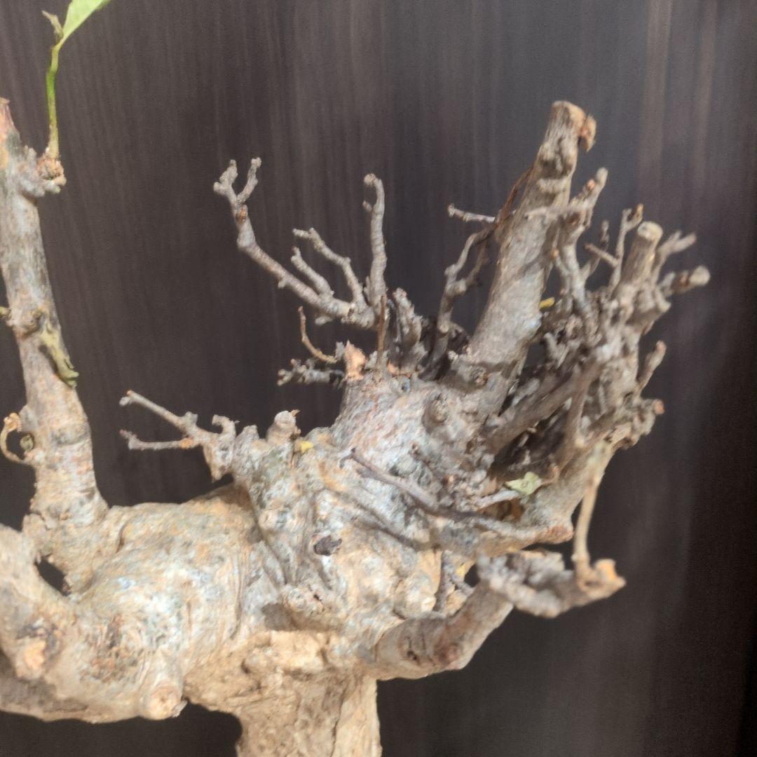 超特大 アダンソニア ディギタ バオバブ 塊根植物　パキプス　コーデックス