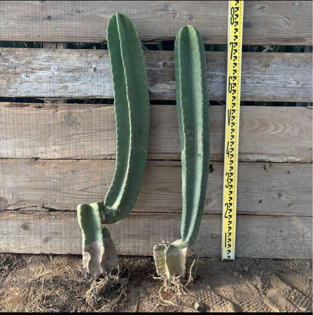 越冬済　柱サボテン　鬼面角　発根　ドライガーデン　ブランチ　サボテン　ココス