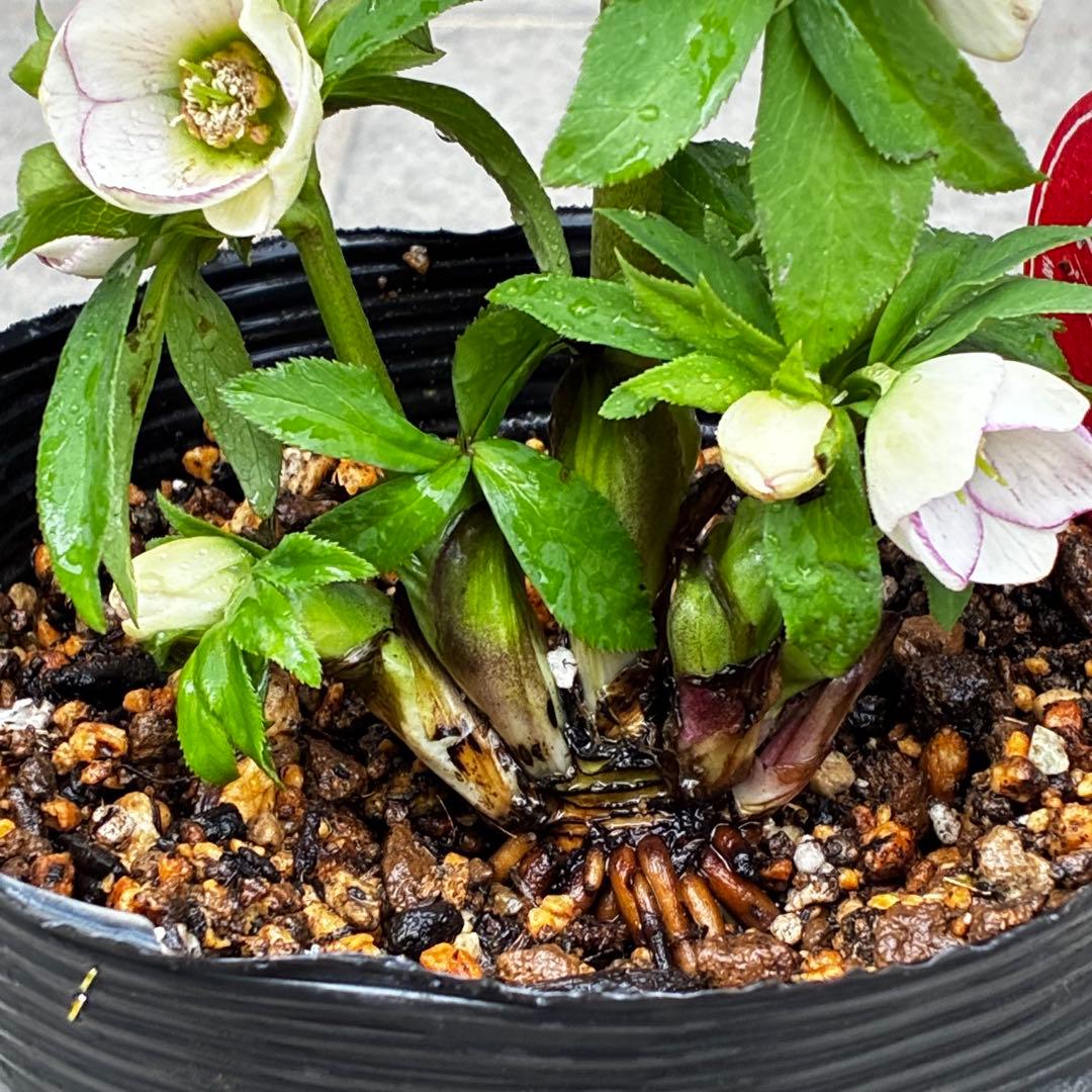 ぴ*ん様 3441☘️花、タグ付☘️プチドール⭐️超小輪⭐️超コンパクト⭐️繊細